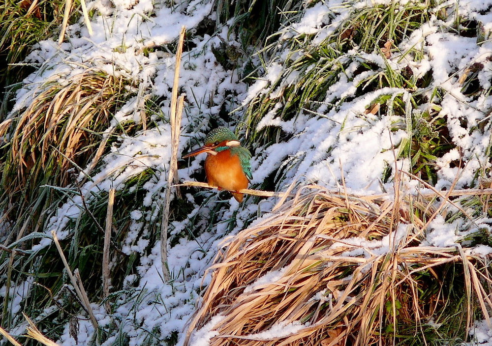 Der Eisvogel