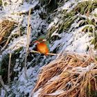 Der Eisvogel