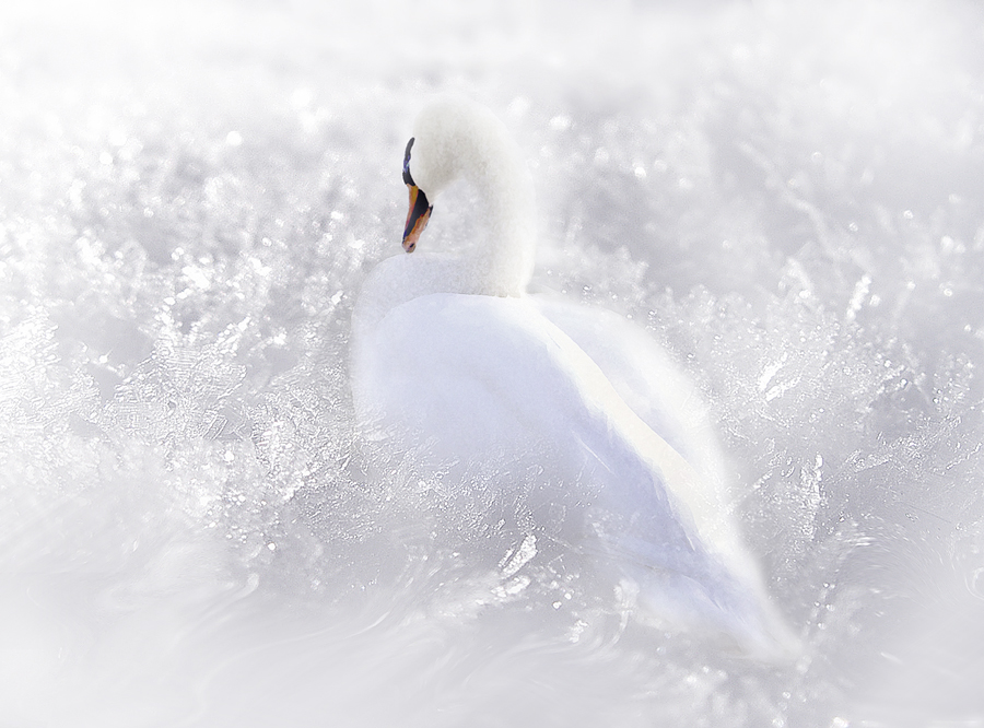 Der Eisvogel