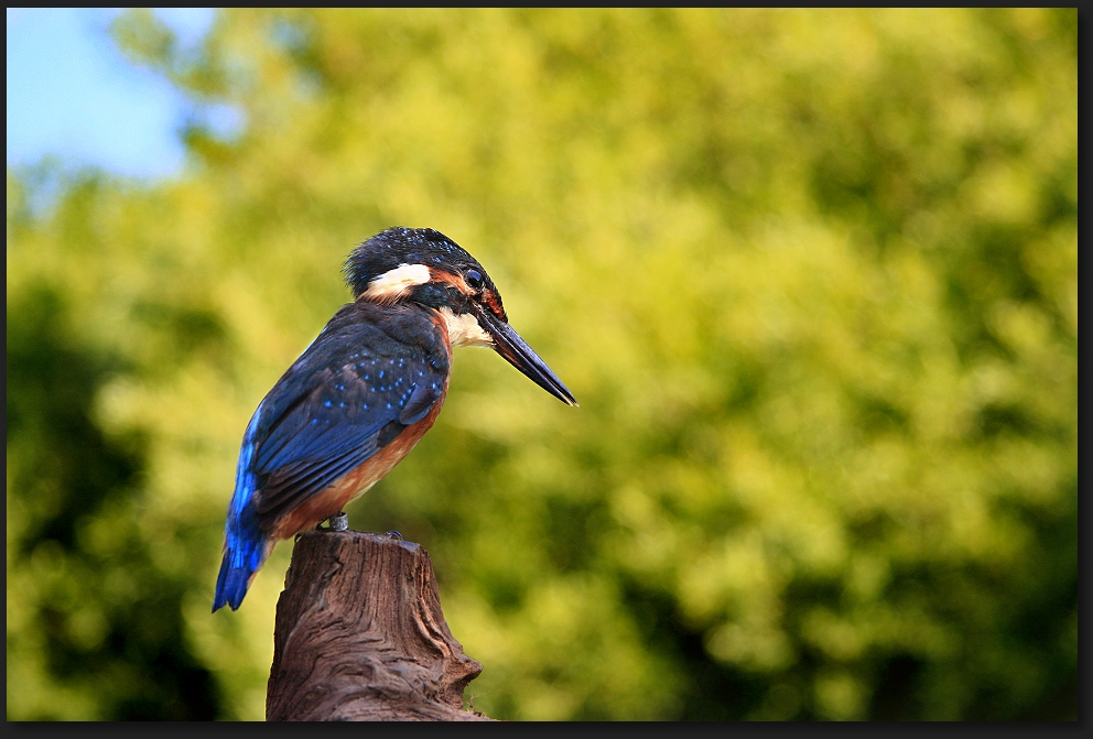 Der Eisvogel