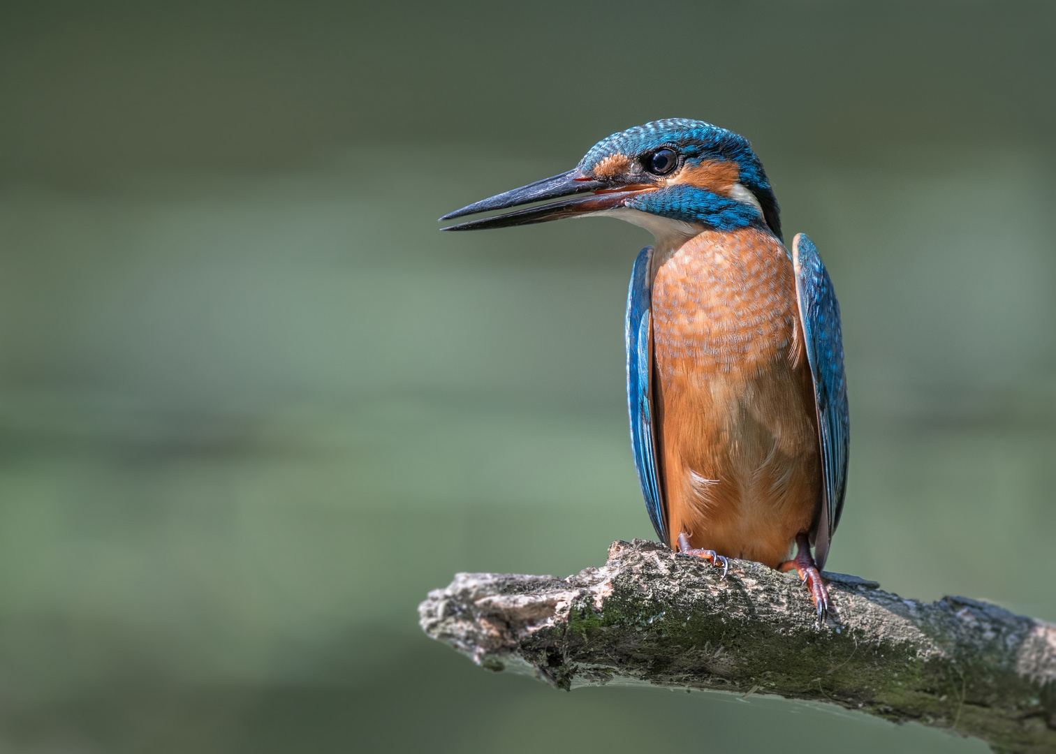 Der Eisvogel (Alcedo atthis)