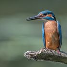 Der Eisvogel (Alcedo atthis)