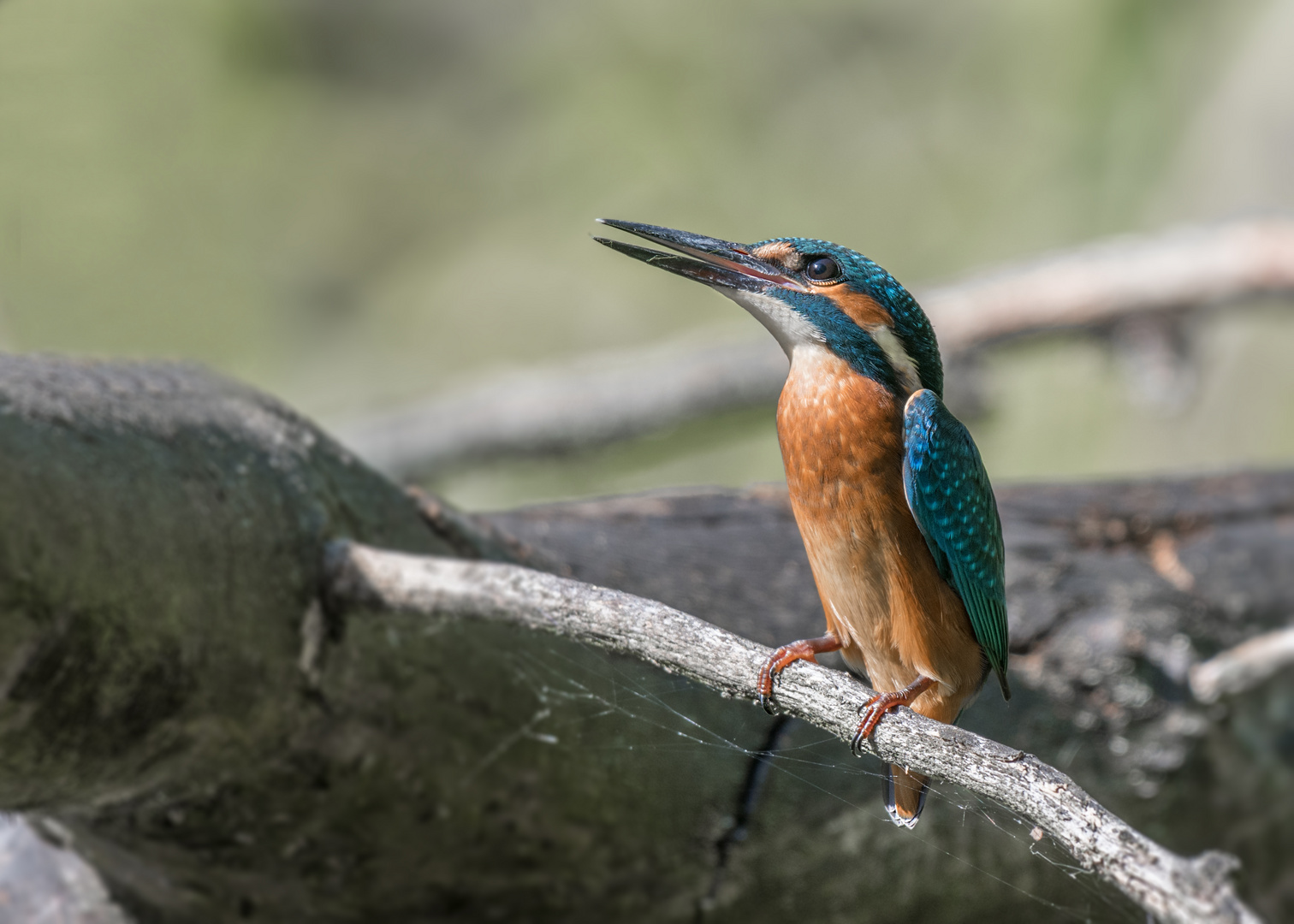 Der Eisvogel (Alcedo atthis)