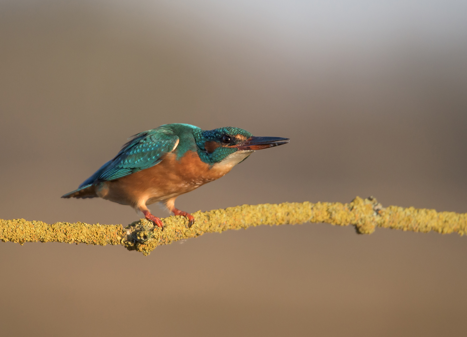 Der Eisvogel (Alcedo atthis)