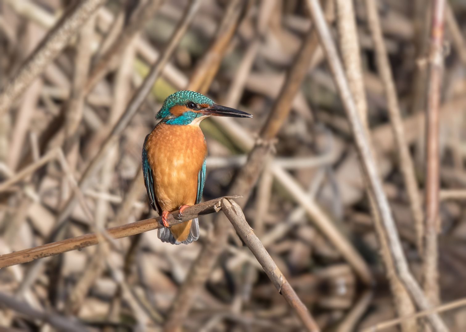 Der Eisvogel (Alcedo atthis)