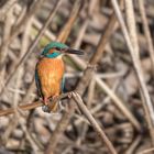 Der Eisvogel (Alcedo atthis)