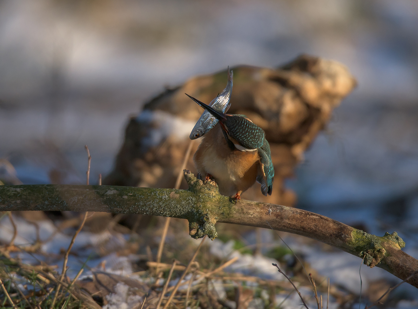 Der Eisvogel (Alcedo atthis)