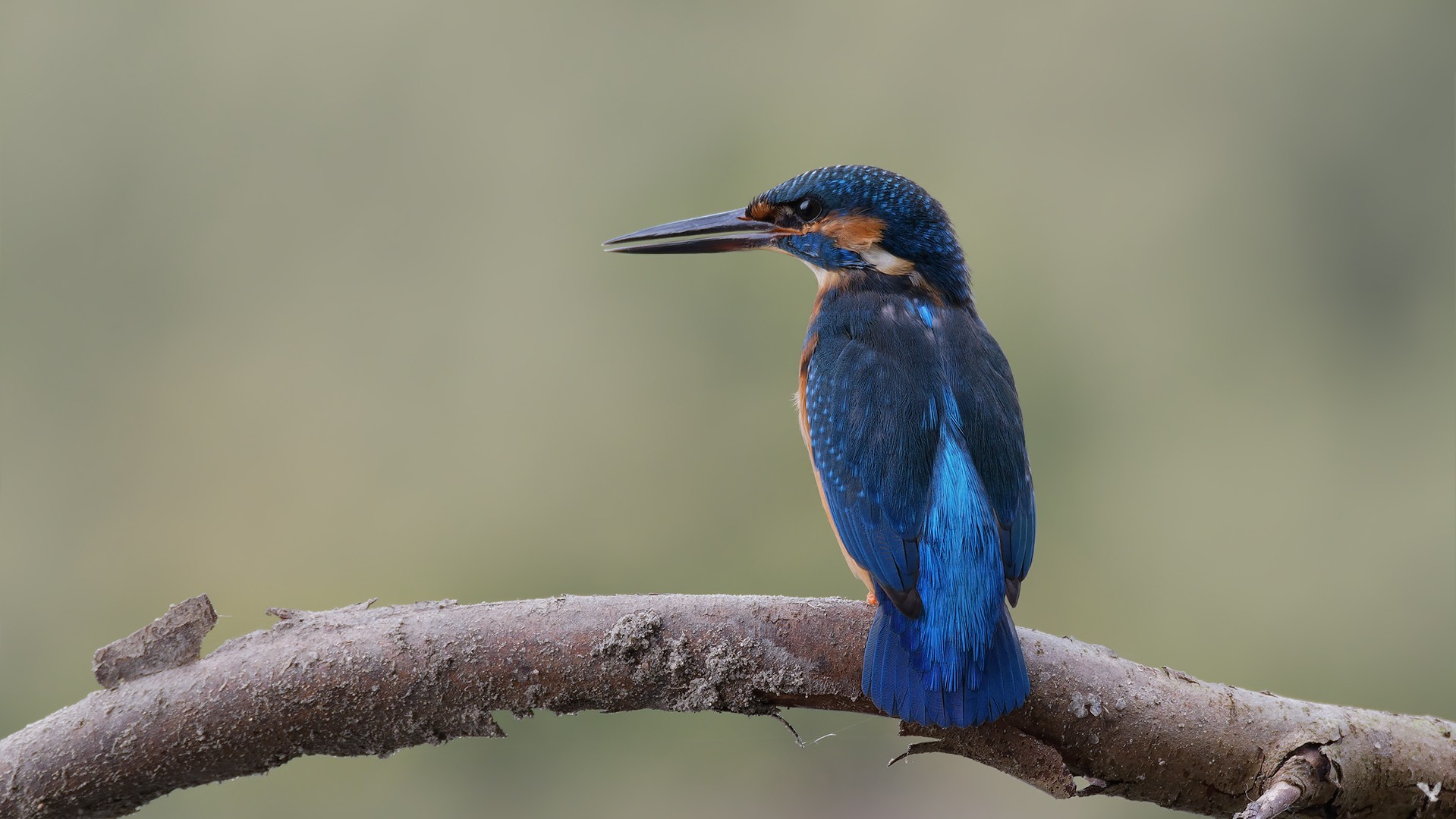 Der Eisvogel ( Alcedo atthis ) ...