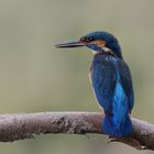 Der Eisvogel ( Alcedo atthis ) ...