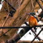 Der Eisvogel (Alcedo atthis)...