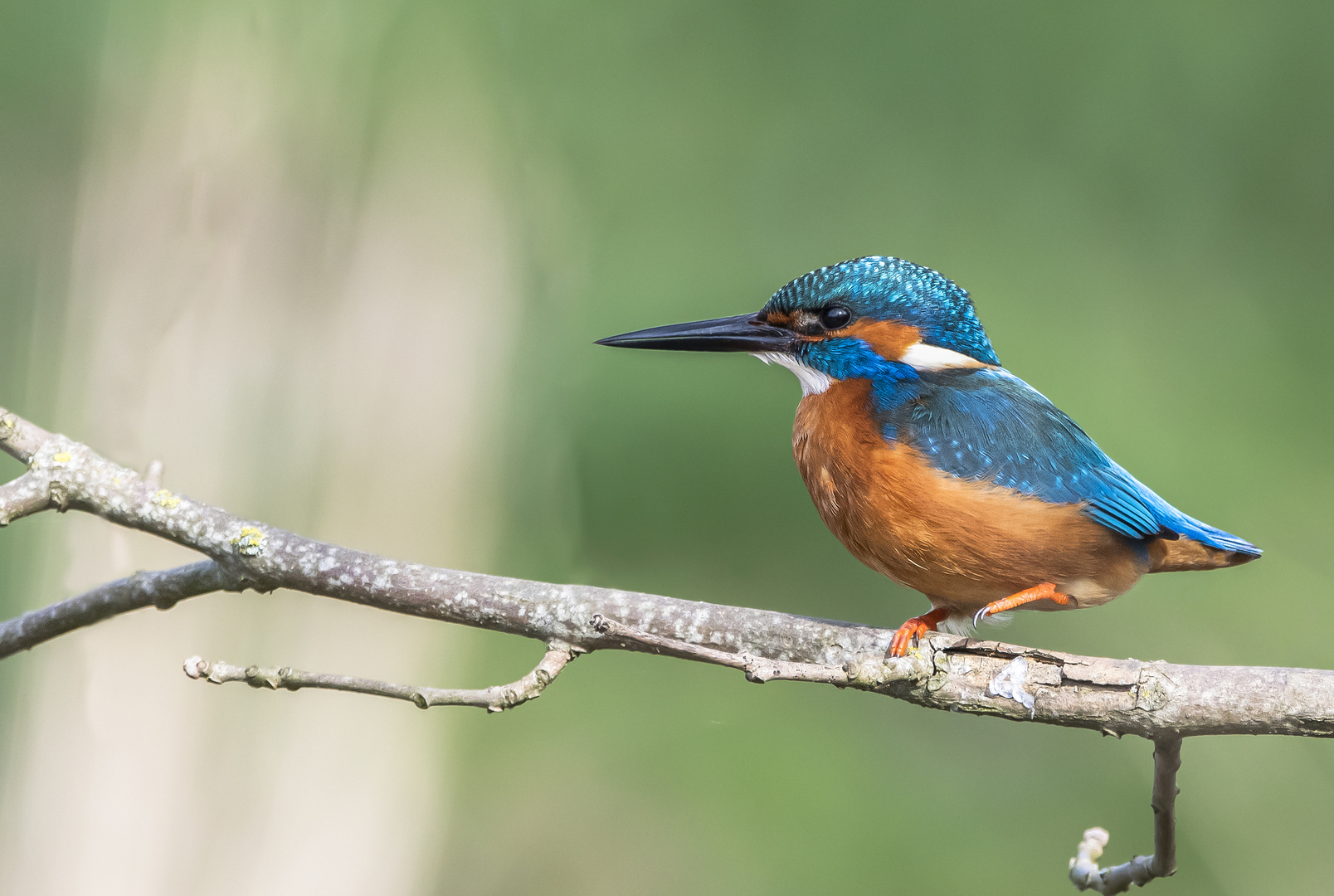 Der Eisvogel (Alcedo atthis)