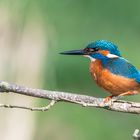 Der Eisvogel (Alcedo atthis)