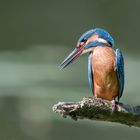 Der Eisvogel (Alcedo atthis)