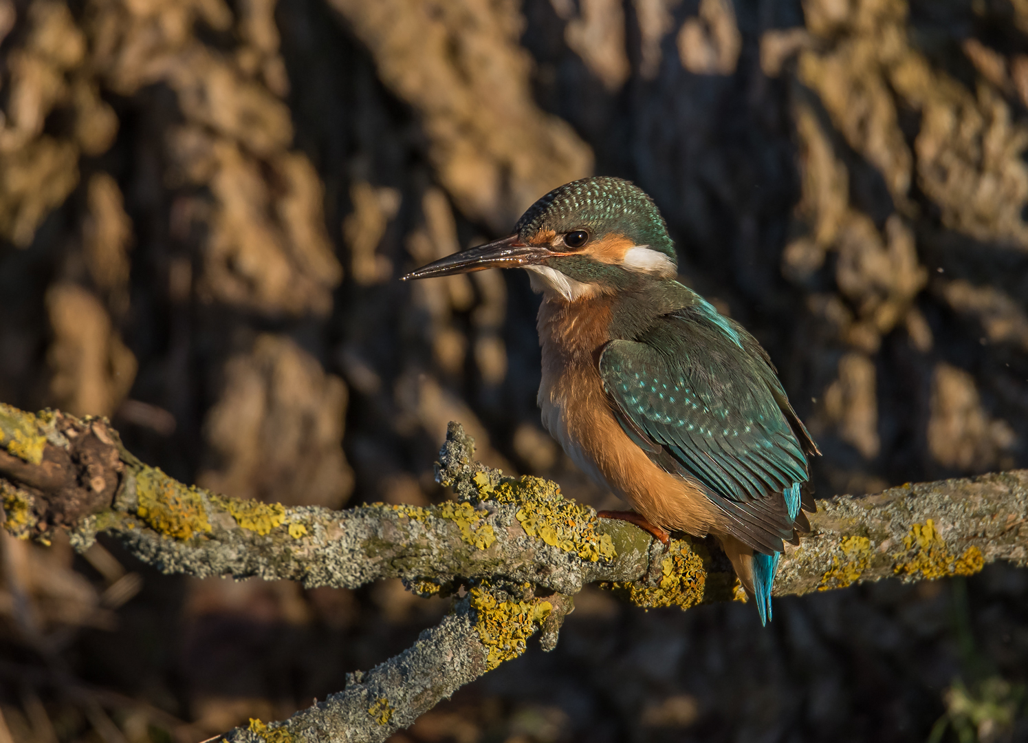 Der Eisvogel (Alcedo atthis) 