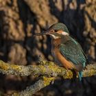 Der Eisvogel (Alcedo atthis) 