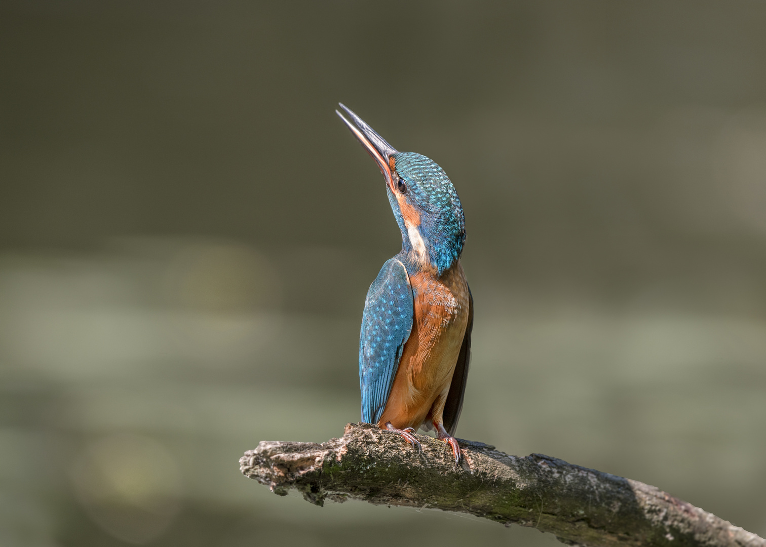 Der Eisvogel (Alcedo atthis)