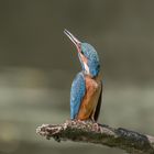 Der Eisvogel (Alcedo atthis)