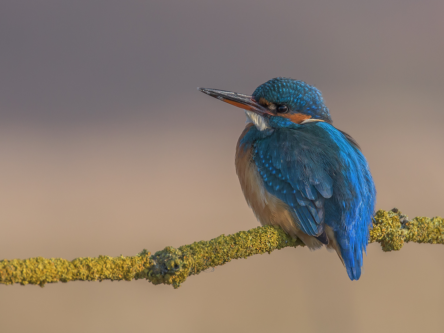 Der Eisvogel (Alcedo atthis)