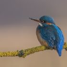 Der Eisvogel (Alcedo atthis)