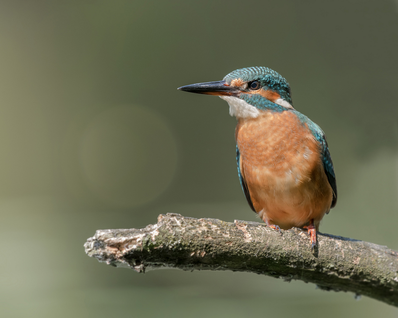 Der Eisvogel (Alcedo atthis)