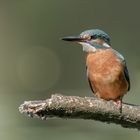 Der Eisvogel (Alcedo atthis)