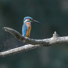 Der Eisvogel (Alcedo atthis)