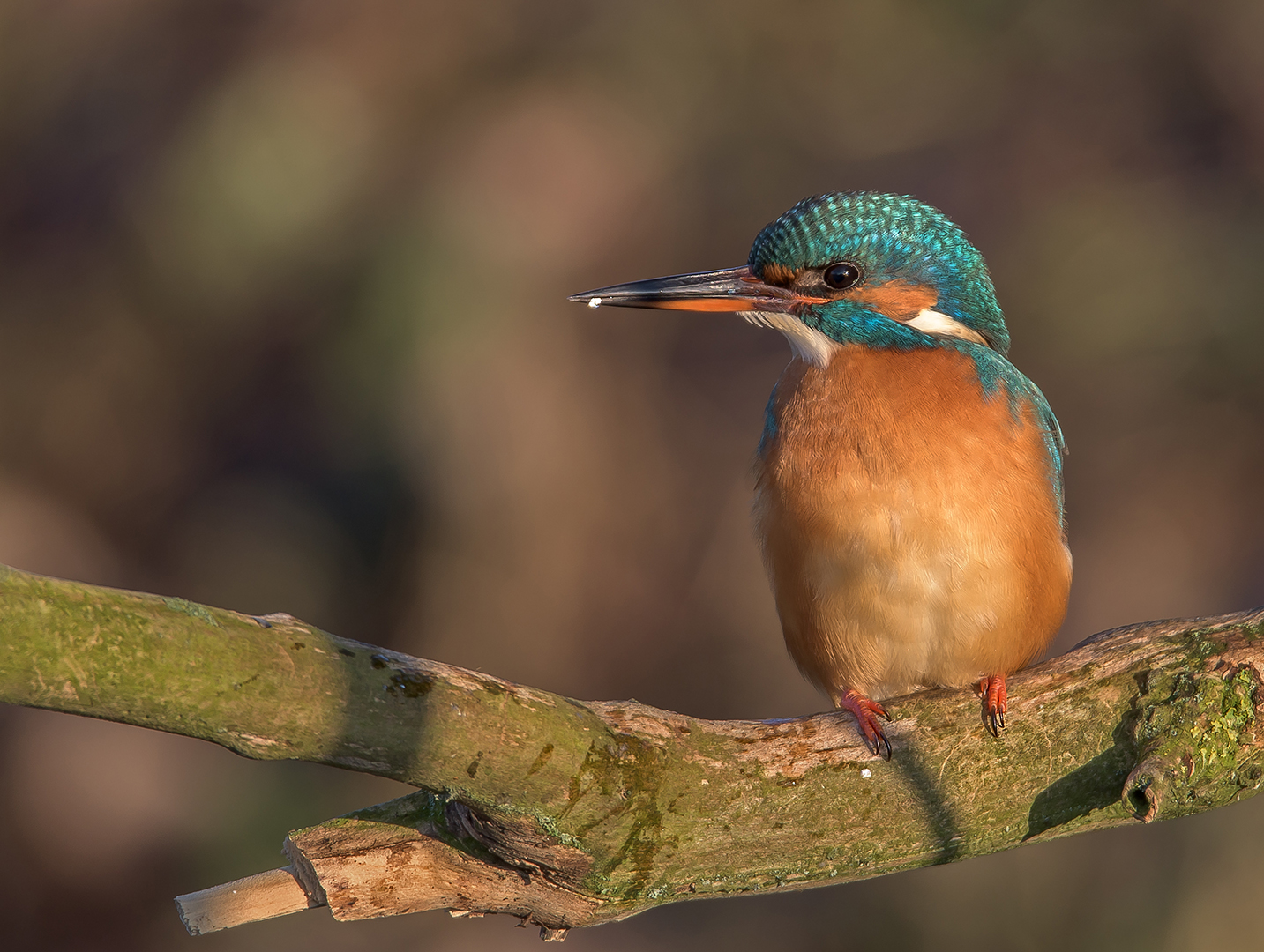 Der Eisvogel (Alcedo atthis) 