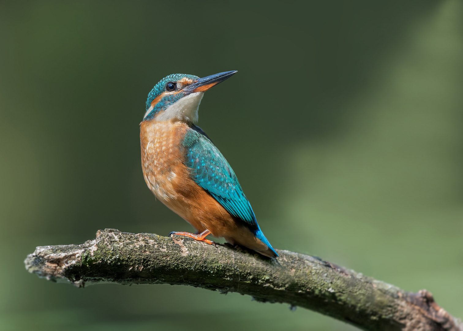 Der Eisvogel (Alcedo atthis)