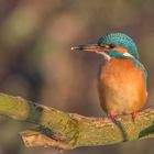 Der Eisvogel (Alcedo atthis)