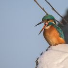 Der Eisvogel (Alcedo atthis) 