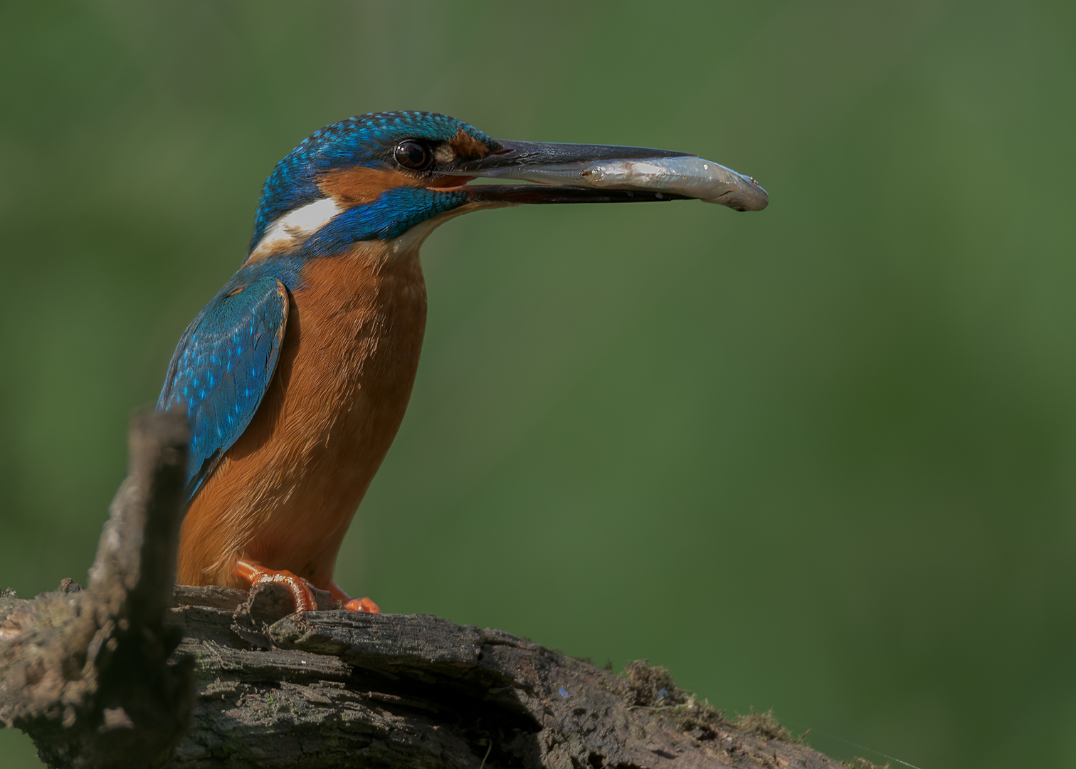 Der Eisvogel (Alcedo atthis) 