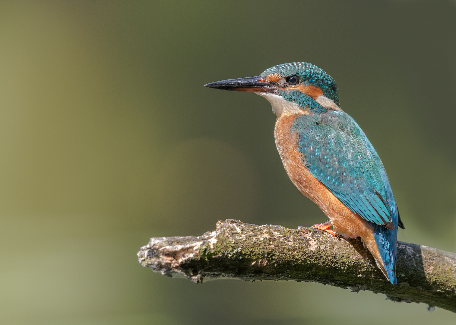 Der Eisvogel (Alcedo atthis) 