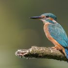 Der Eisvogel (Alcedo atthis) 