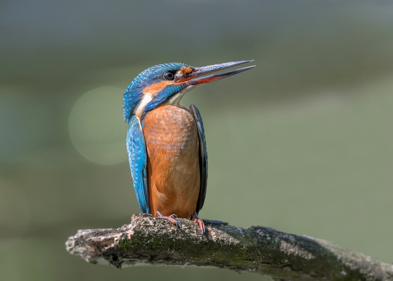 Der Eisvogel (Alcedo atthis)