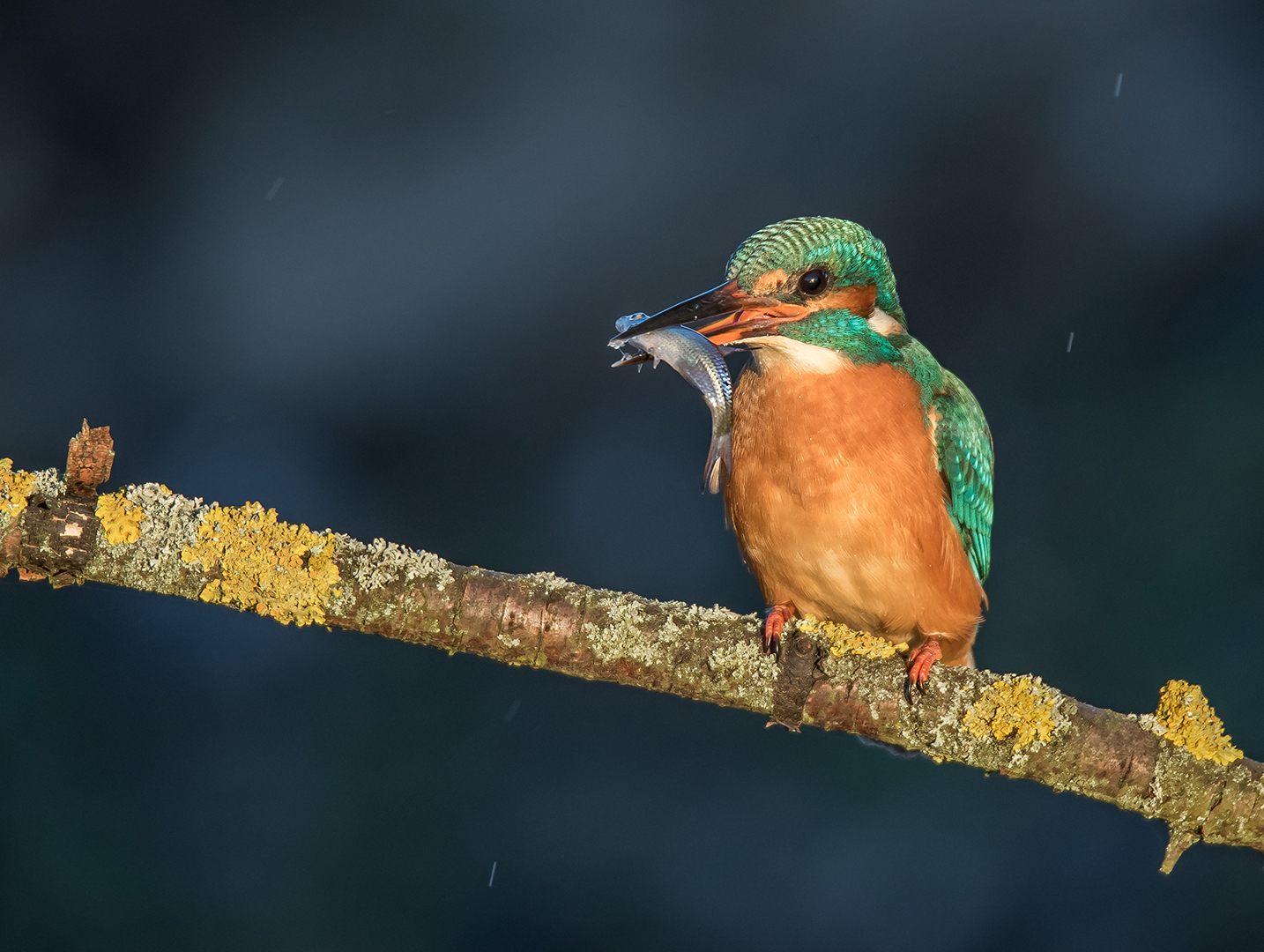 Der Eisvogel (Alcedo atthis) 