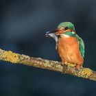 Der Eisvogel (Alcedo atthis) 