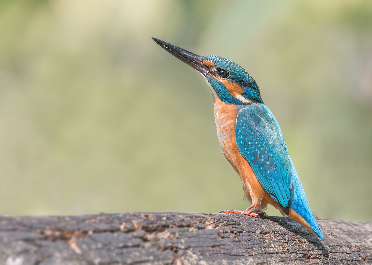 Der Eisvogel (Alcedo atthis)