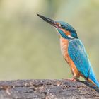 Der Eisvogel (Alcedo atthis)