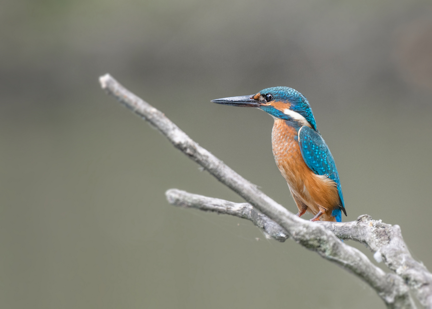 Der Eisvogel (Alcedo atthis)