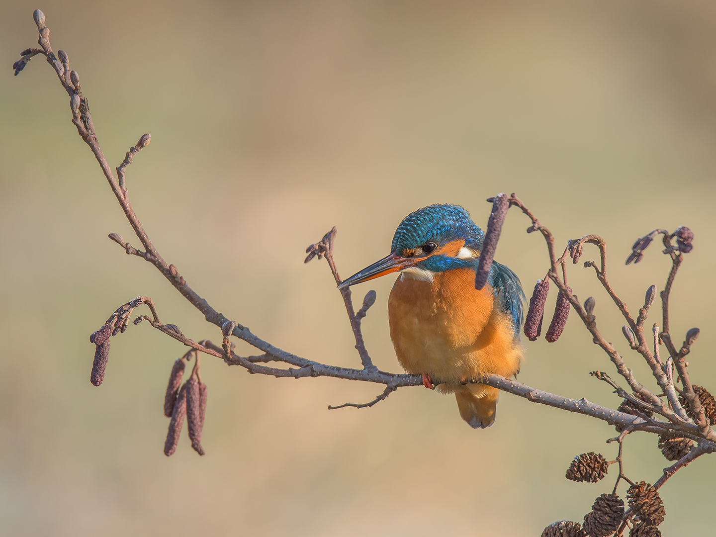 Der Eisvogel (Alcedo atthis)