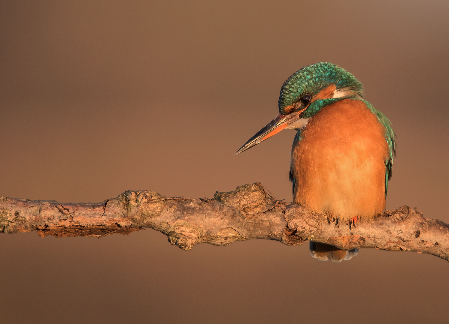 Der Eisvogel (Alcedo atthis)