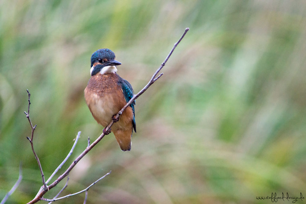 Der Eisvogel (Alcedo atthis)