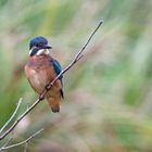 Der Eisvogel (Alcedo atthis)