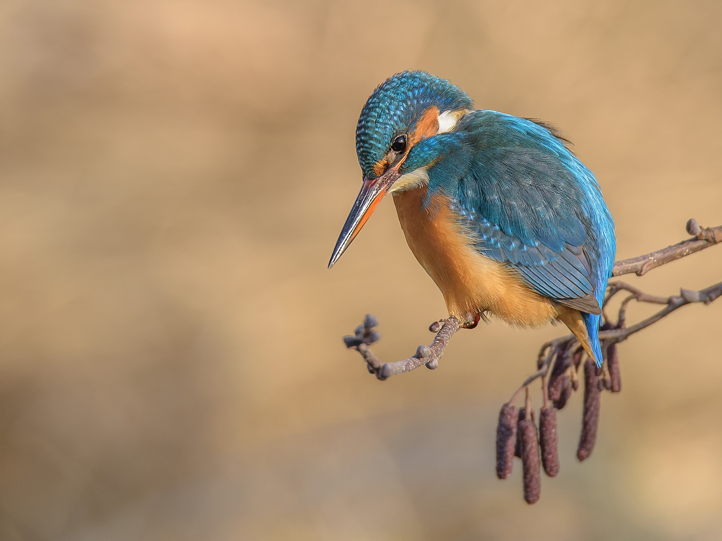 Der Eisvogel (Alcedo atthis)