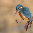 Der Eisvogel (Alcedo atthis)