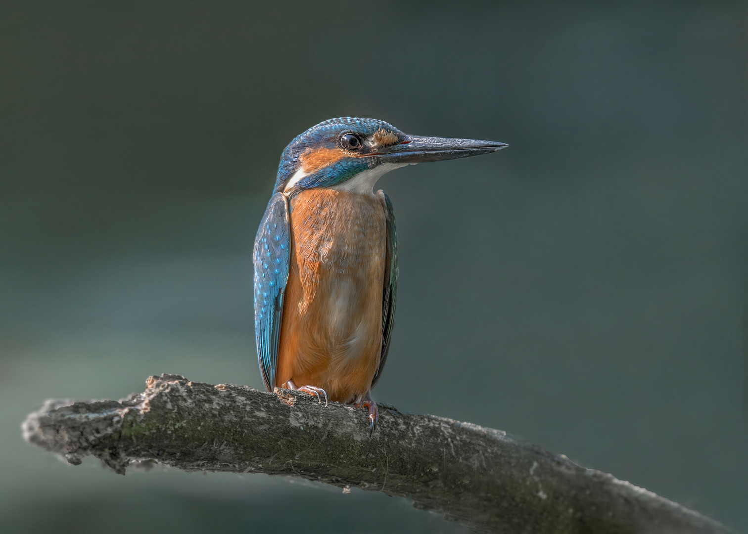 Der Eisvogel (Alcedo atthis)