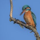 Der Eisvogel (Alcedo atthis) - Weibchen