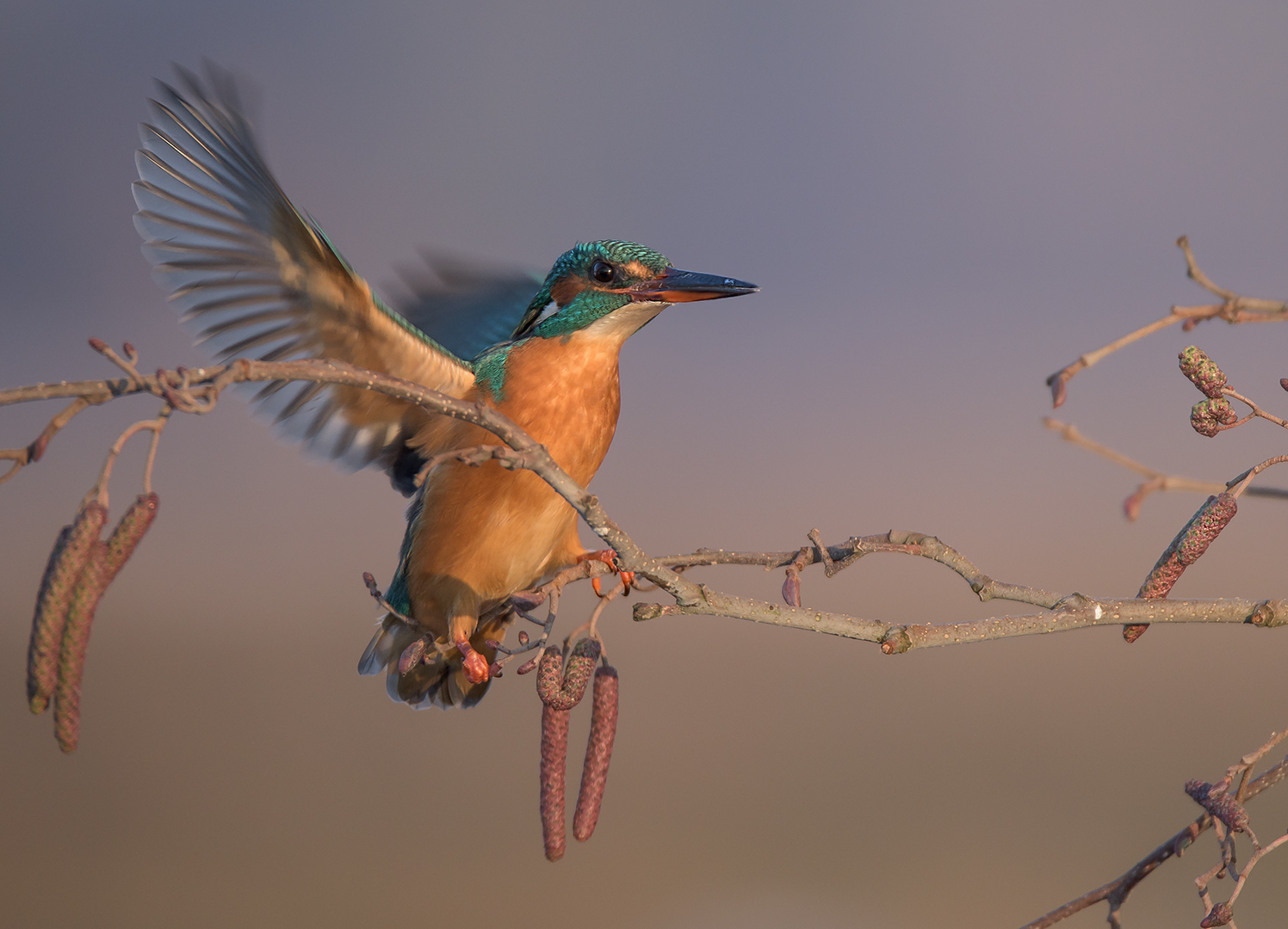 Der Eisvogel (Alcedo atthis) - Weibchen