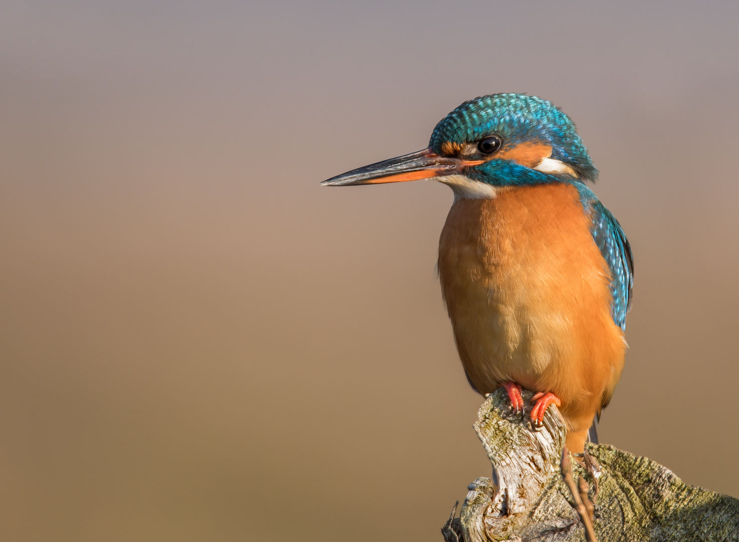 Der Eisvogel (Alcedo atthis) - Weibchen