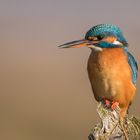 Der Eisvogel (Alcedo atthis) - Weibchen